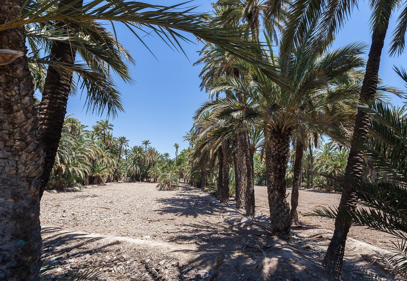 Palmeras del Palmeral de Elche